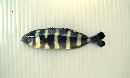 体長5cmの稚魚。