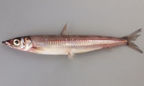 ニギス 魚類 市場魚貝類図鑑
