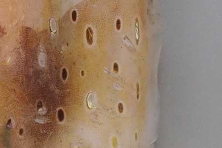 ヒョウモンコウイカの斑紋