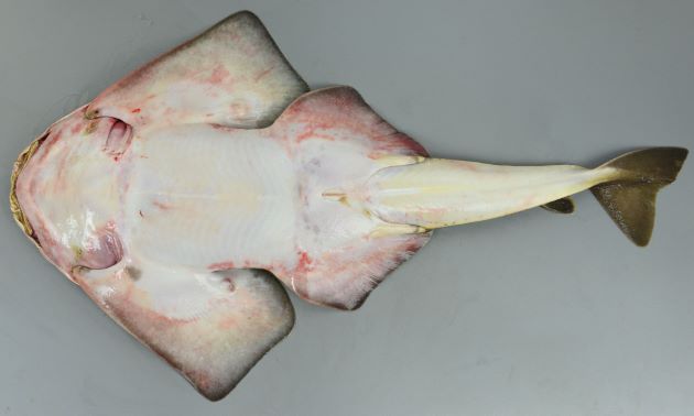 カスザメ 魚類 市場魚貝類図鑑
