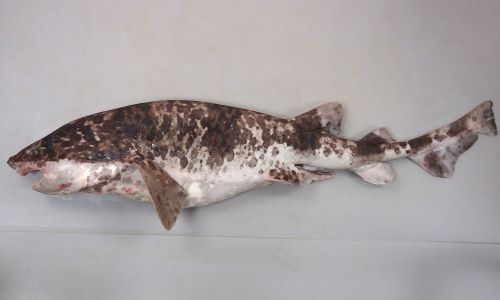 ナヌカザメ 魚類 市場魚貝類図鑑 ナヌカザメ 魚類 市場魚貝類図鑑