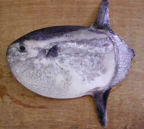 ヤリマンボウ 魚類 市場魚貝類図鑑