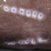 クリックで拡大表示