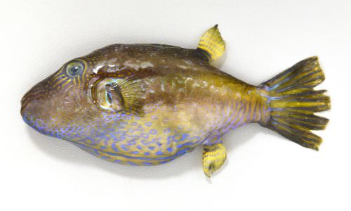 キタマクラ 魚類 市場魚貝類図鑑