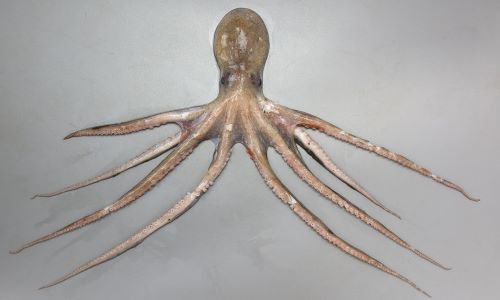 ヤナギダコ 軟体 市場魚貝類図鑑