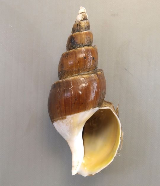 貝殻は白く細長く、褐色の殻皮で包まれる。殻口が目の形（やや楕円）で、軸唇から口の部分は水管（管）を作りそる。［福島県産］