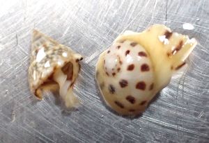 クリックで拡大表示