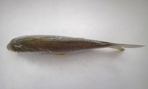 セダカクロサギ | 魚類 | 市場魚貝類図鑑