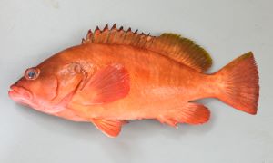アカハタモドキ