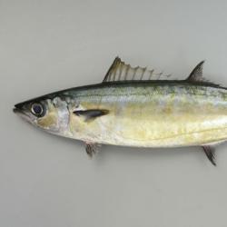 ニジョウサバ | 魚類 | 市場魚貝類図鑑