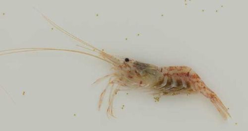ナイカイスジエビ | 甲殻 | 市場魚貝類図鑑 ナイカイスジエビ | 甲殻 | 市場魚貝類図鑑