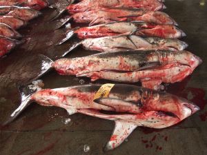 クリックで拡大表示