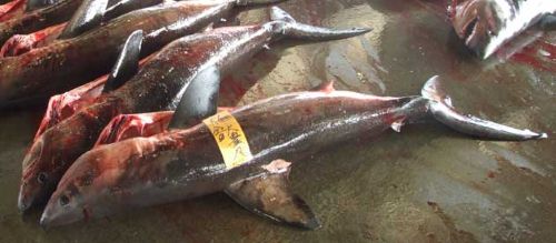 ネズミザメ モウカザメ 市場魚貝類図鑑