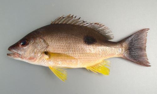 クロホシフエダイ 魚類 市場魚貝類図鑑