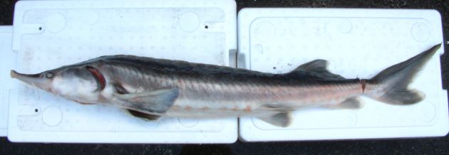 1.2m SL 前後になる。細長く、体に大型の硬い鱗の列がある。尾鰭は上葉が下葉よりも遙かに長い。口は下面に開き、分の下面にヒゲがある。左右の鰓膜は連続しない。臀鰭基部はほとんど背鰭基底後端直下。