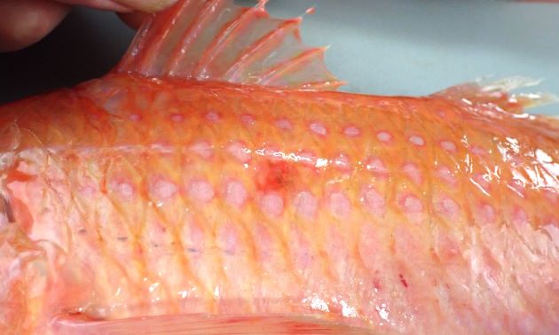 第一背鰭下に濃い赤みを帯びた斑紋があるが、はっきりしないもの、まったく見えない個体もある。測線上に真珠を思わせる斑紋が縦に筋を作り並ぶ。
