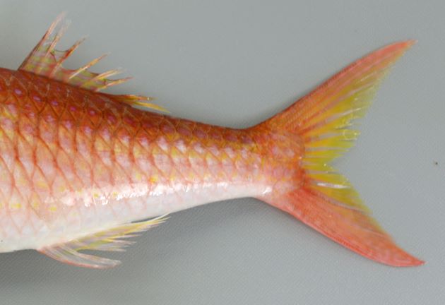 臀鰭は高くなく、鰭の前縁の高さは、基底分よりも短い。尾柄部には暗色斑がない。
