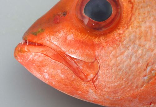 バケアカムツ マチ 市場魚貝類図鑑