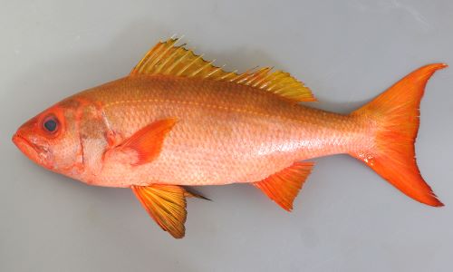 魚