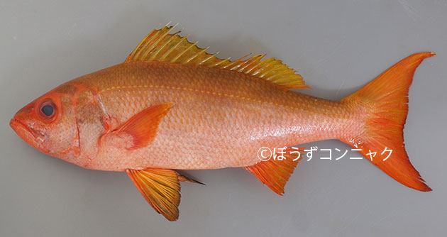バケアカムツの形態写真