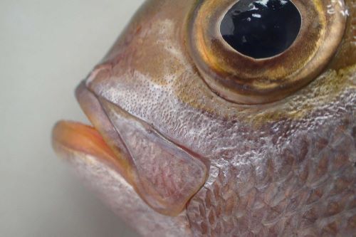 シマアオダイ 魚類 市場魚貝類図鑑