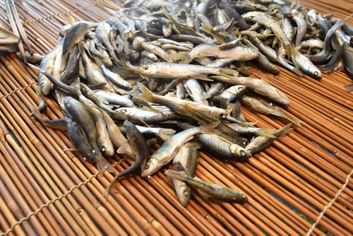 アブラハヤ 魚類 市場魚貝類図鑑