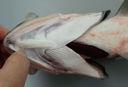 カライワシ | 魚類 | 市場魚貝類図鑑