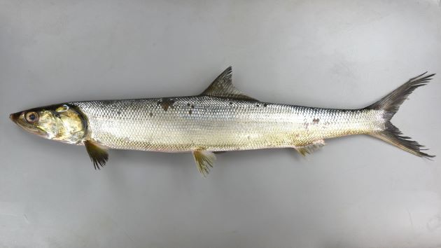 80cm SL 前後になる。鱗が小さく非常に細長い。喉板があり、口は大きくその後縁は目の後縁を超える。［92cm TL,  83cm SL ・重さ4kg］