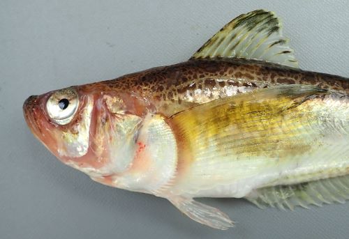 ハタハタ 魚類 市場魚貝類図鑑 ハタハタ 魚類 市場魚貝類図鑑