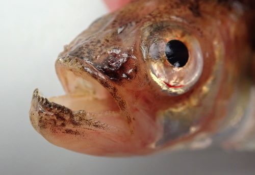 30cm TL 前後になる。鱗(うろこ)がない。口は上を向き、側扁し体高は腹部で高い。背中に不定形の褐色の文様が散らばる。鰓蓋に5つの鋭い棘がある。