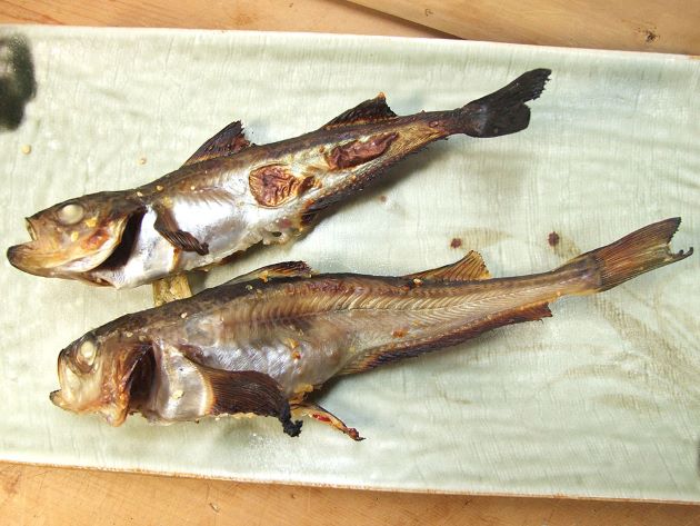 ハタハタ 魚類 市場魚貝類図鑑 ハタハタ 魚類 市場魚貝類図鑑