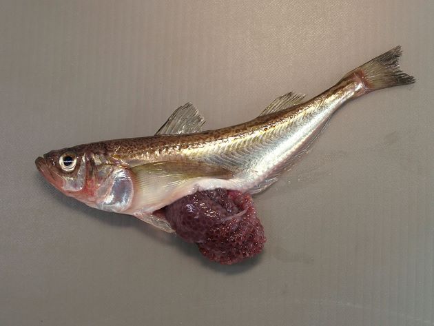 ハタハタ 魚類 市場魚貝類図鑑 ハタハタ 魚類 市場魚貝類図鑑