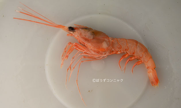 コウダカクダヒゲエビ 甲殻 市場魚貝類図鑑