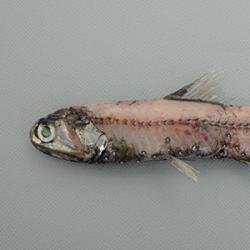 ハダカイワシ 魚類 市場魚貝類図鑑