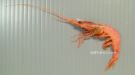 ヒメクダヒゲエビのサムネイル写真