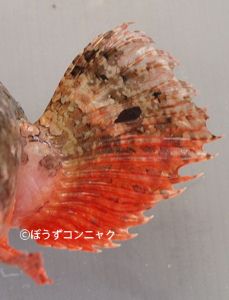 ウルマカサゴのヒレ