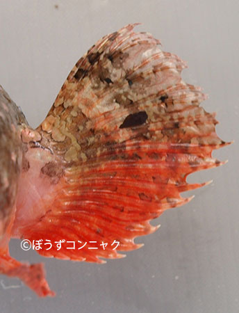 ウルマカサゴのヒレ