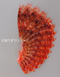 ミミトゲオニカサゴのヒレ