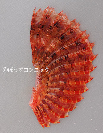 ミミトゲオニカサゴのヒレ
