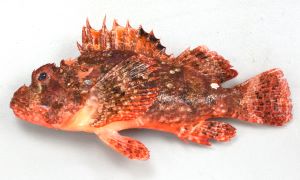 ヒュウガカサゴのサムネイル写真