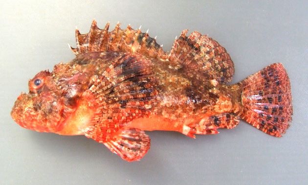 20cm SL前後になる。やや側へんする。眼下骨系は３棘以上。主鰓蓋骨の先は分枝しない。後頭部分に長方形の深いくぼみがあるり、その前の辺（垂直に高くなる部分）は真っ直ぐか、微かに前方に湾入する。［鹿児島県南さつま市笠沙］