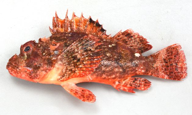 ヒュウガカサゴの形態写真