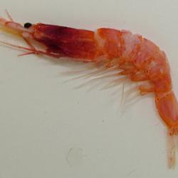 サクラエビページ ベニサクラエビ | 甲殻 | 市場魚貝類図鑑