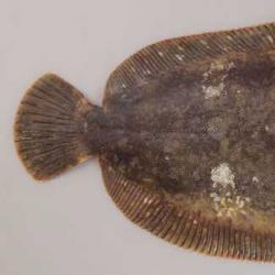 ババガレイ ナメタガレイ 市場魚貝類図鑑 ババガレイ ナメタガレイ 市場魚貝類図鑑