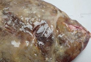 クリックで拡大表示