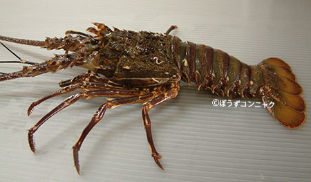 サガミイセエビ | 甲殻 | 市場魚貝類図鑑