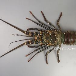シマイセエビ | 甲殻 | 市場魚貝類図鑑