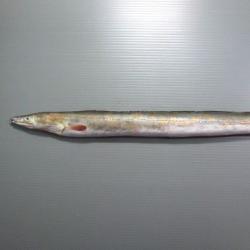 ハモ 魚類 市場魚貝類図鑑