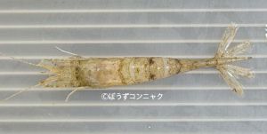 クリックで拡大表示