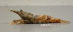 ヒメクロザコエビのサムネイル写真